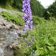 Oměj šalamounek - Aconitum plicatum