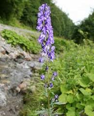 Oměj šalamounek - Aconitum plicatum