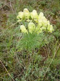 Oměj jedhoj - Aconitum anthora