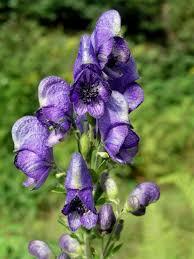 Oměj tuhý moravský - Aconitum firmum ssp.moravicum