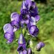Oměj tuhý moravský - Aconitum firmum ssp.moravicum