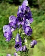 Oměj tuhý moravský - Aconitum firmum ssp.moravicum