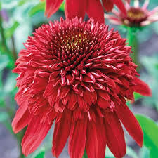 Třapatkovka nachová 'Eccentric'® - Echinacea purpurea 'Eccentric'®