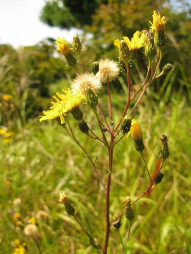 Jestřábník okoličnatý - Hieracium umbellatum
