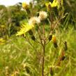 Jestřábník okoličnatý - Hieracium umbellatum