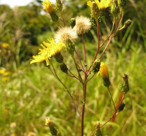 Jestřábník okoličnatý - Hieracium umbellatum