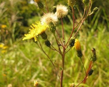 Jestřábník okoličnatý