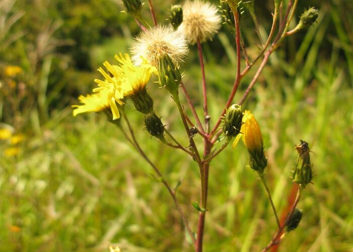 Jestřábník okoličnatý - Hieracium umbellatum