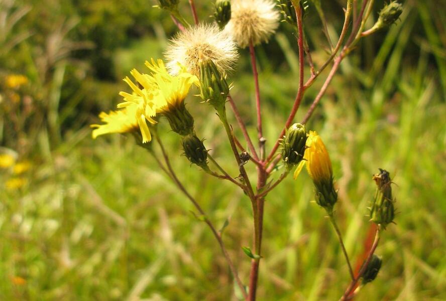 Jestřábník okoličnatý - Hieracium umbellatum