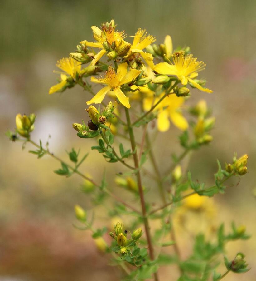 Třezalka skvrnitá - Hypericum maculatum