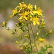 Třezalka skvrnitá - Hypericum maculatum