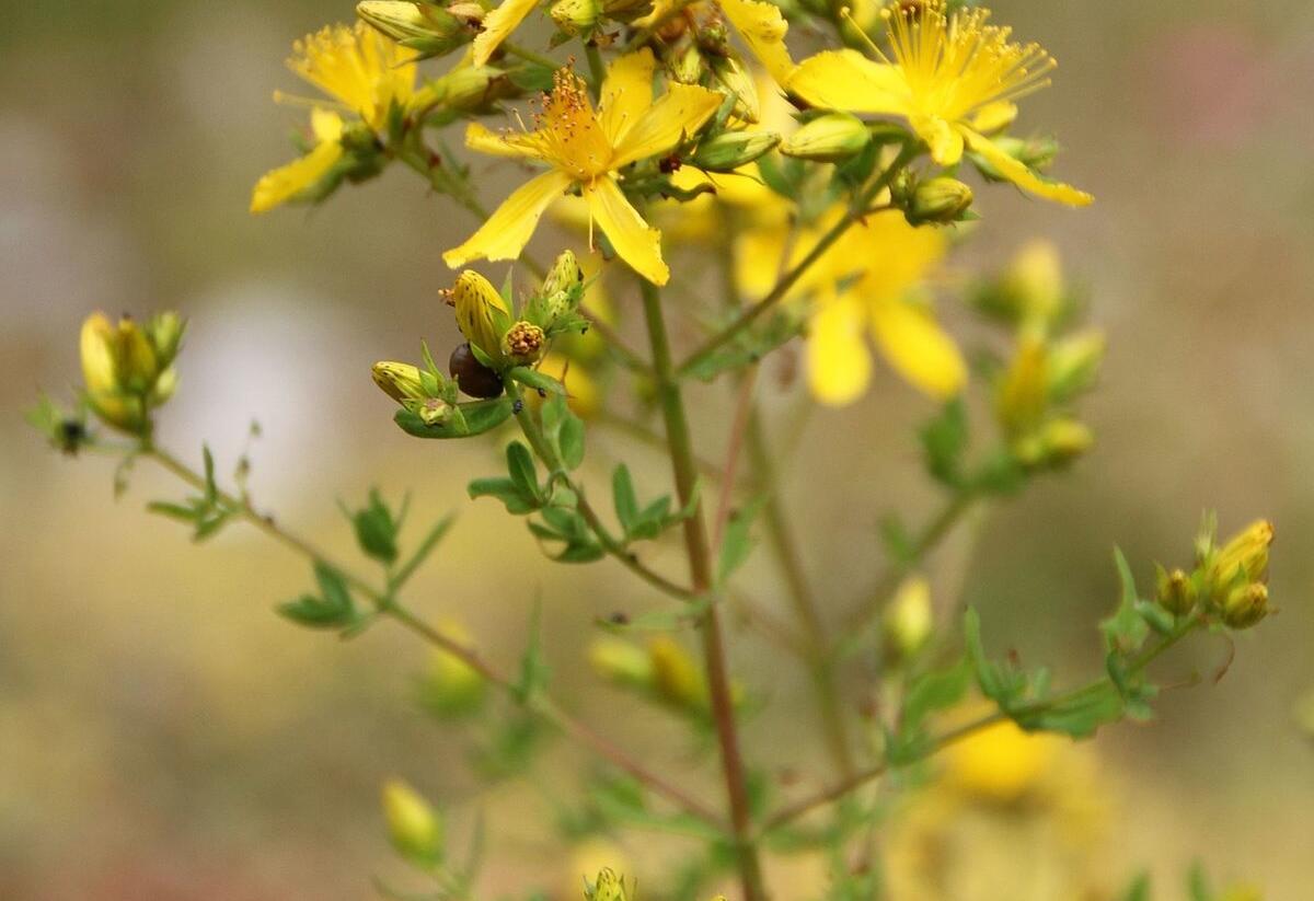 Třezalka skvrnitá - Hypericum maculatum