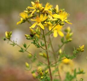 Třezalka skvrnitá - Hypericum maculatum