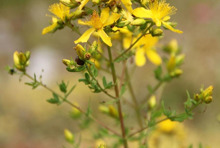 Třezalka skvrnitá - Hypericum maculatum