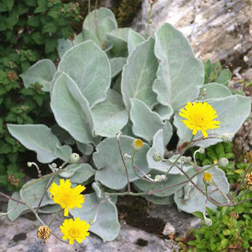 Jestřábník vlnatý - Hieracium lanatum