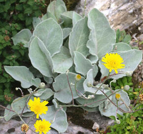 Jestřábník vlnatý - Hieracium lanatum