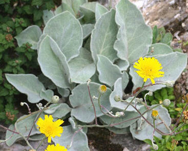 Jestřábník vlnatý