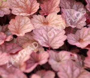 Dlužicha 'Beauty Leaves Owen' - Heuchera hybrida 'Beauty Leaves Owen'
