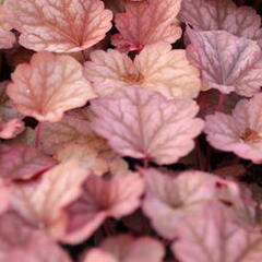 Dlužicha 'Beauty Leaves Owen' - Heuchera hybrida 'Beauty Leaves Owen'