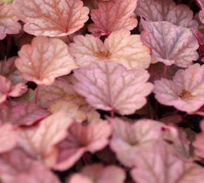 Dlužicha 'Beauty Leaves Owen' - Heuchera hybrida 'Beauty Leaves Owen'