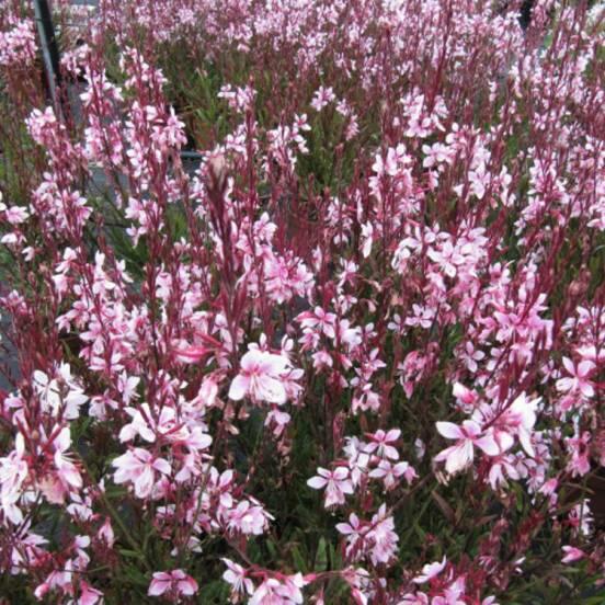 Svíčkovec 'Belleza® Dark Pink' - Gaura lindheimeri 'Belleza® Dark Pink'