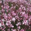 Svíčkovec 'Belleza® Dark Pink' - Gaura lindheimeri 'Belleza® Dark Pink'