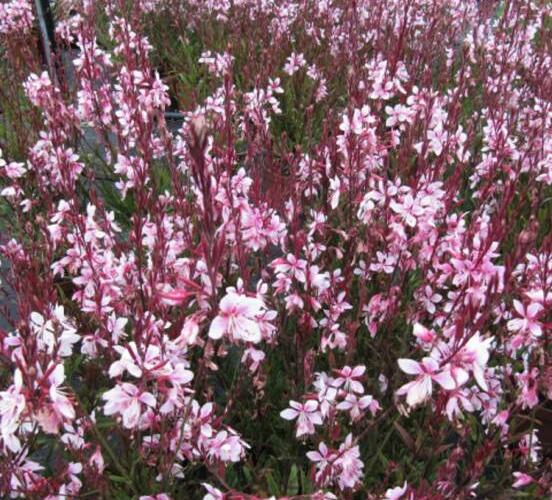Svíčkovec 'Belleza® Dark Pink' - Gaura lindheimeri 'Belleza® Dark Pink'