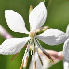 Svíčkovec 'Belleza® White' - Gaura lindheimeri 'Belleza®White'