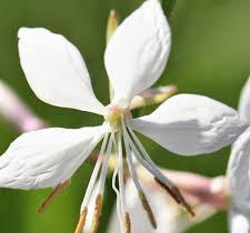Svíčkovec 'Belleza® White' - Gaura lindheimeri 'Belleza®White'