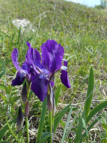 Kosatec bezlistý pravý - Iris aphylla subsp. aphylla