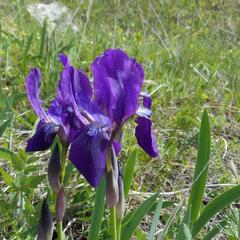 Kosatec bezlistý pravý - Iris aphylla subsp. aphylla