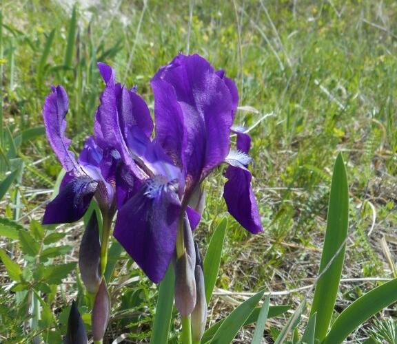Kosatec bezlistý pravý - Iris aphylla subsp. aphylla
