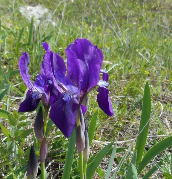 Kosatec bezlistý pravý - Iris aphylla subsp. aphylla