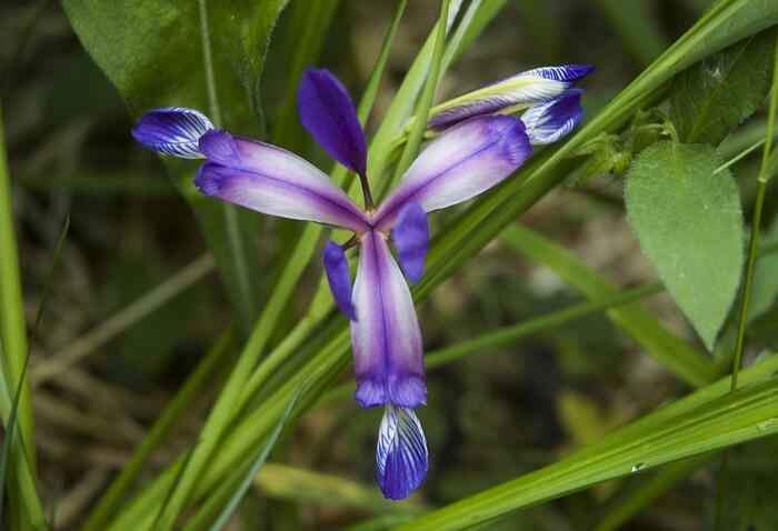 Kosatec trávovitý - Iris graminea