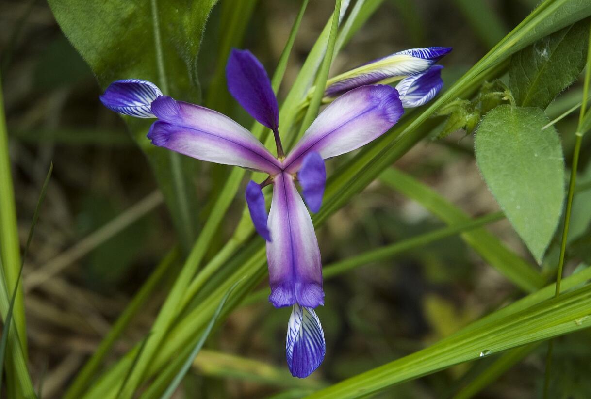 Kosatec trávovitý - Iris graminea