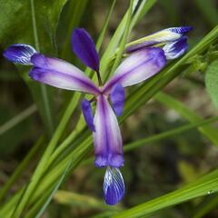 Kosatec trávovitý - Iris graminea