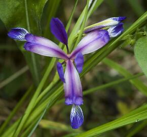 Kosatec trávovitý - Iris graminea