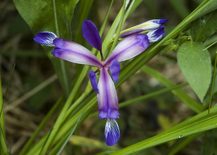 Kosatec trávovitý - Iris graminea
