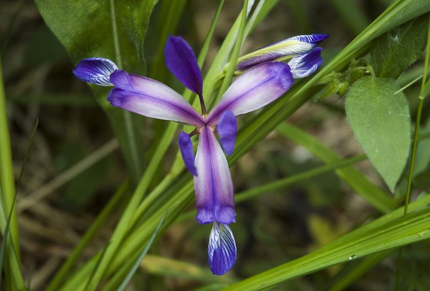 Kosatec trávovitý - Iris graminea