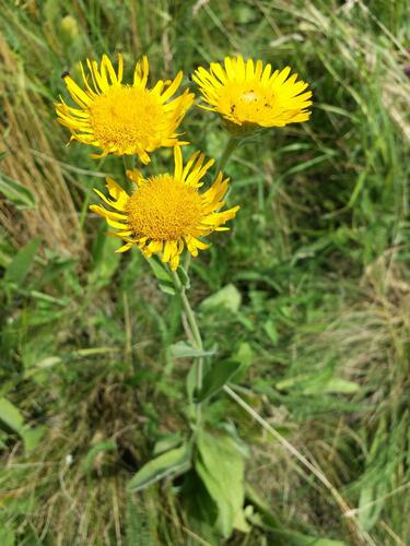 Oman oko Kristovo - Inula oculus-christi