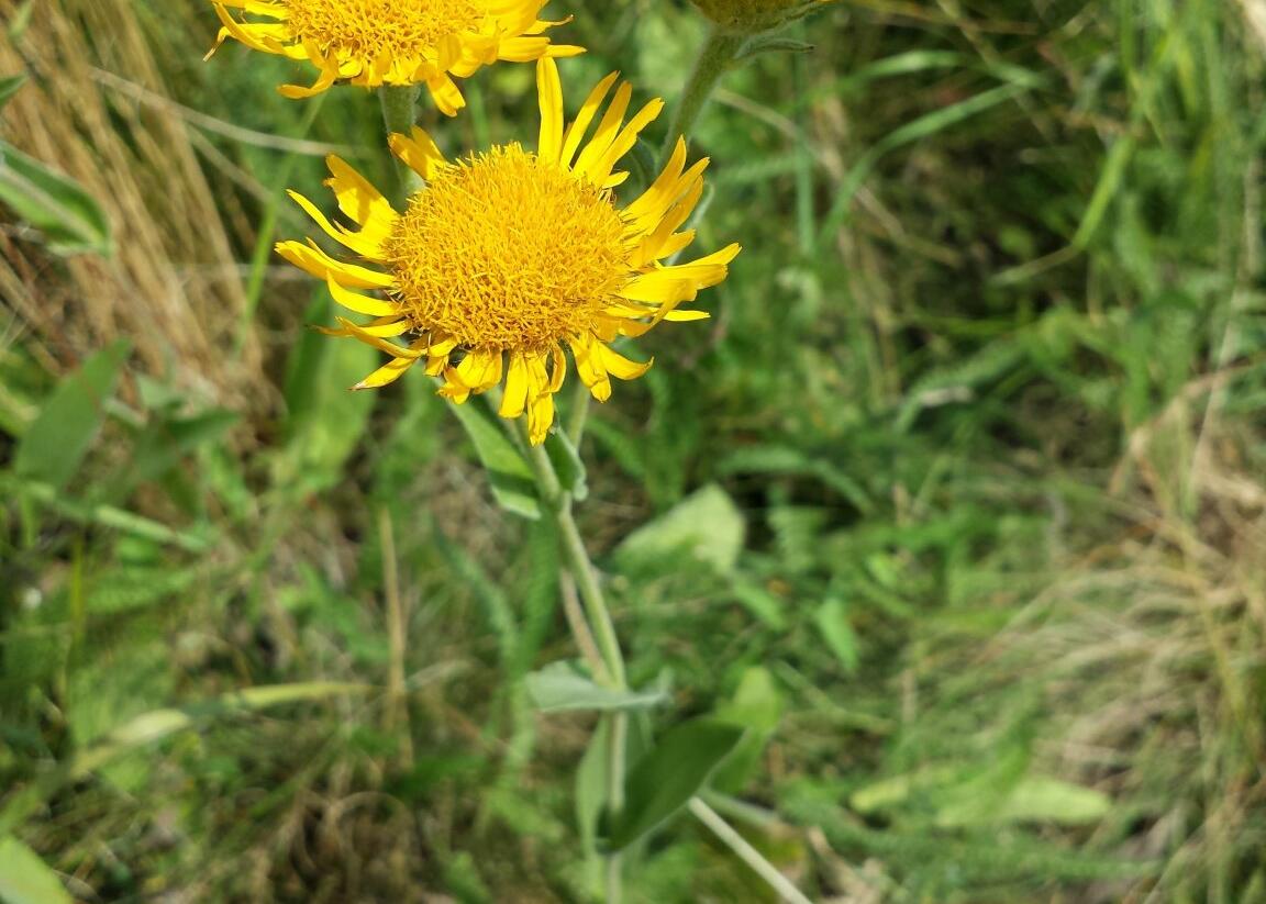 Oman oko Kristovo - Inula oculus-christi