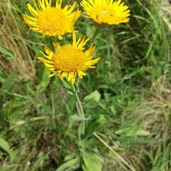 Oman oko Kristovo - Inula oculus-christi