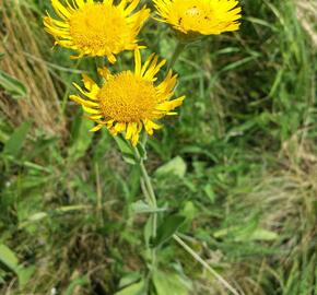 Oman oko Kristovo - Inula oculus-christi