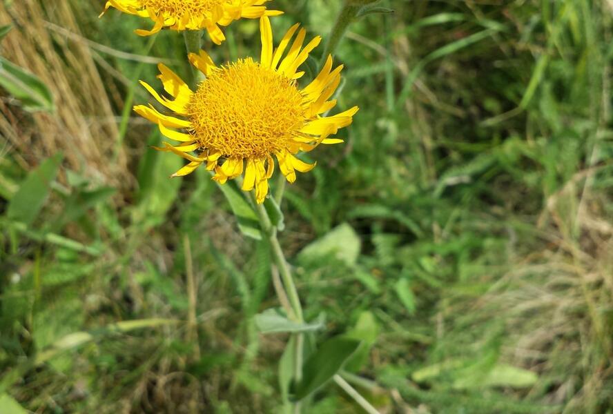 Oman oko Kristovo - Inula oculus-christi