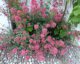Mavuň 'Rosenrot'