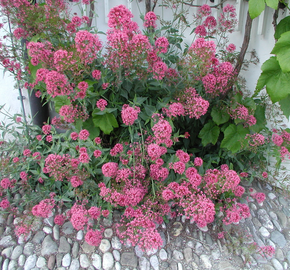 Mavuň 'Rosenrot' - Centranthus ruber var. coccineus 'Rosenrot'