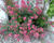 Mavuň 'Rosenrot'