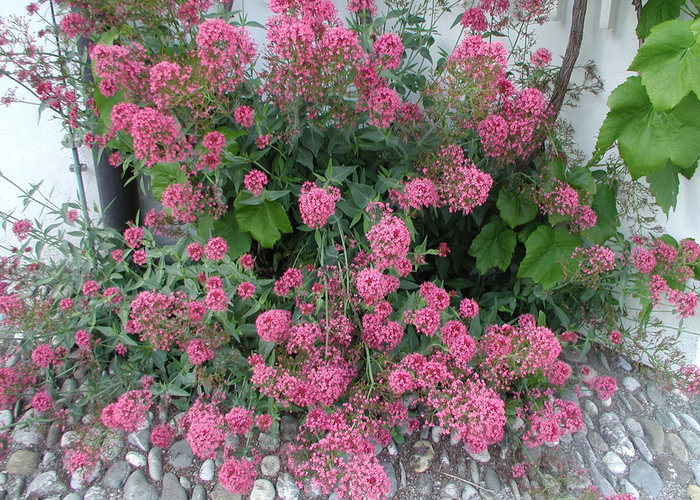 Mavuň 'Rosenrot' - Centranthus ruber var. coccineus 'Rosenrot'