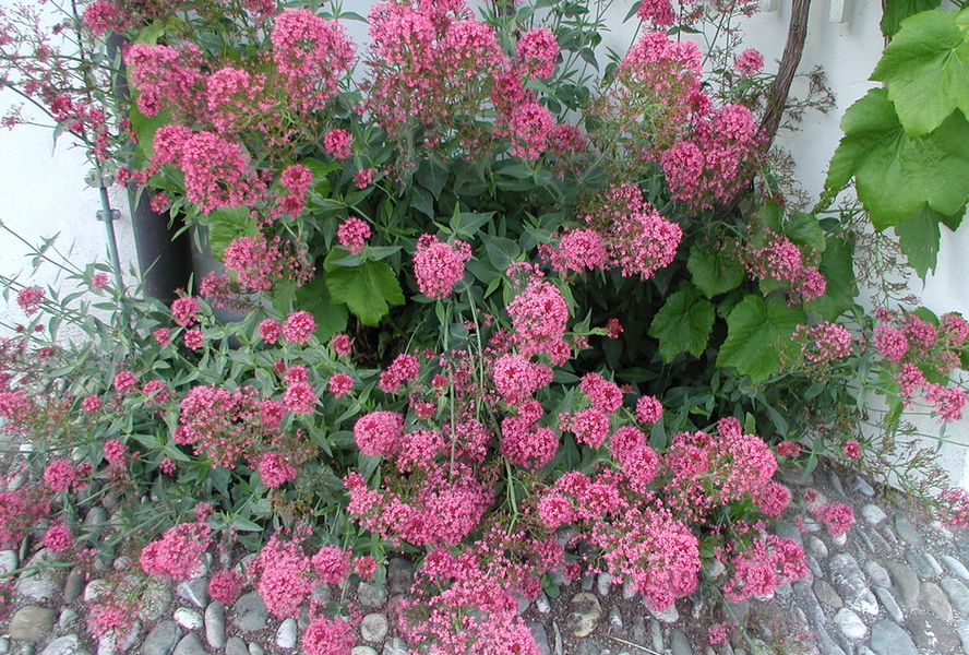 Mavuň 'Rosenrot' - Centranthus ruber var. coccineus 'Rosenrot'