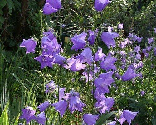 Zvonek broskvolistý 'Grandiflora' - Campanula persicifolia 'Grandiflora'